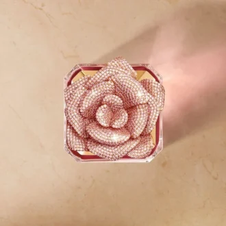 Rose Centifolia – Assiette d&rsquo;exception